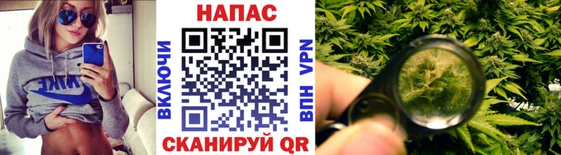 Шишки марихуана семена  Моршанск 